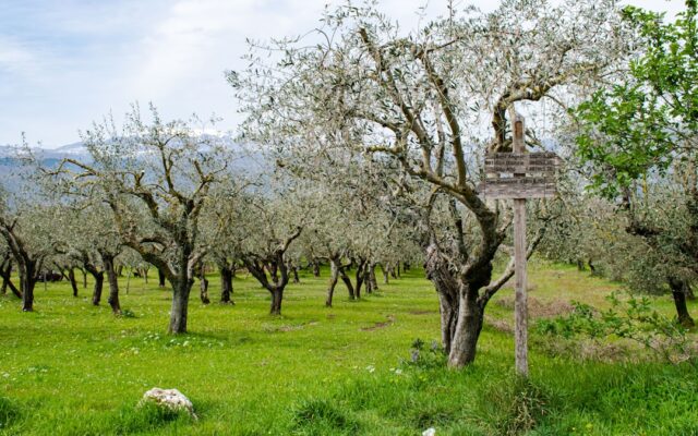 Detersivo Piatti Naturale Made in Italy Mandorla