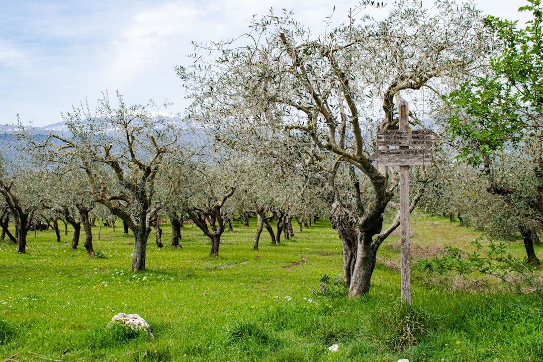 Detersivo Piatti Naturale Made in Italy Mandorla